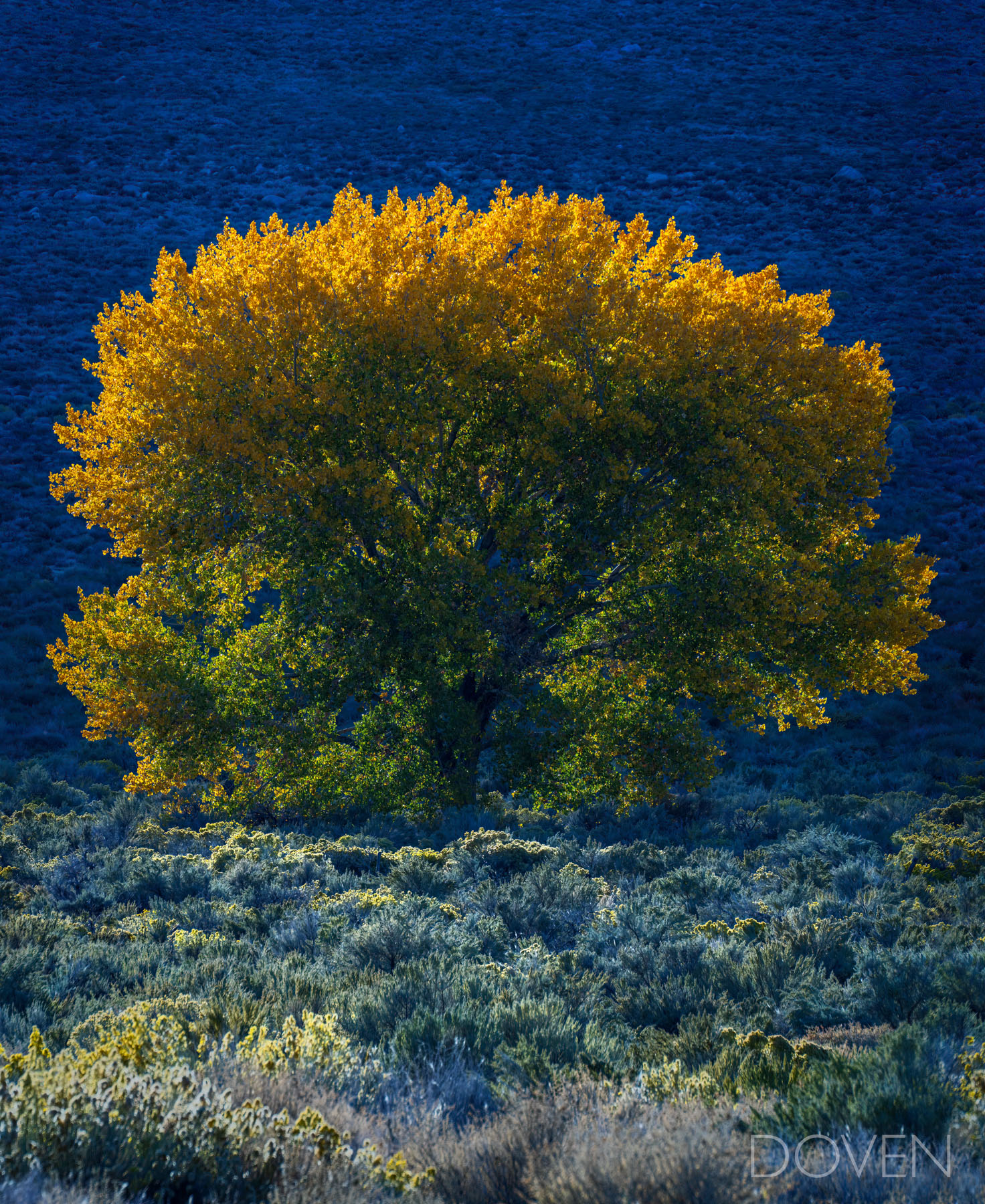 Crayola Tree Yellow fall leaves of a full round tree against a deep blue mountain side with beautiful bushes in the foreground. The sun was...