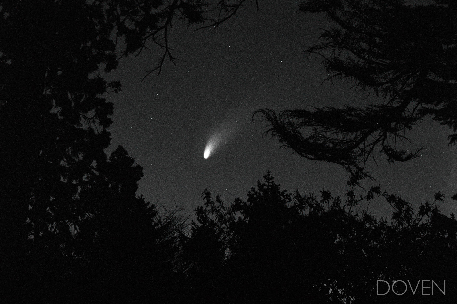Hale-Bopp Comet Like a shooting star, comet Hale–Bopp streaks across the dark starry sky in the gap framed by the silhouette of fir trees....